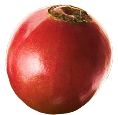 cherry