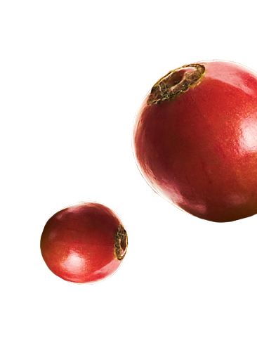 cherry