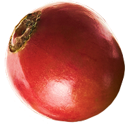 cherry