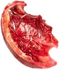 OUTER SKIN (เปลือก)
