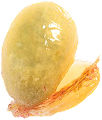 PARCHMENT (กะลา)