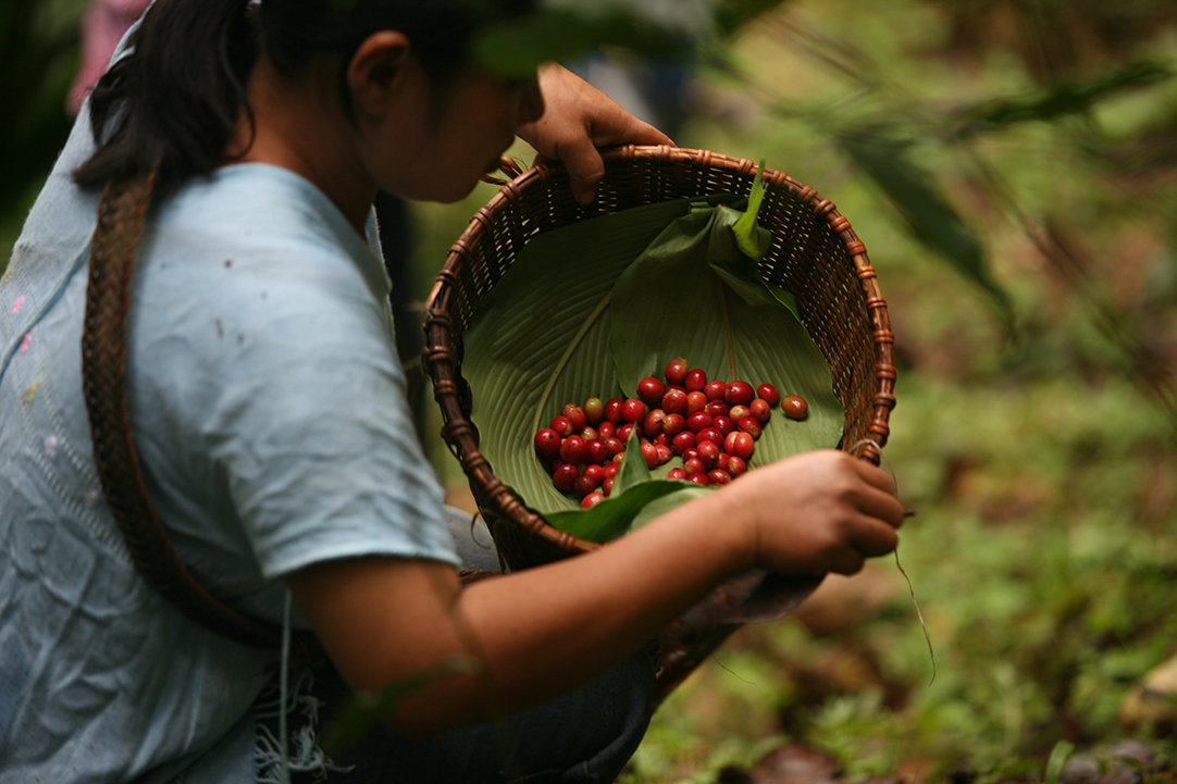 วิถี MiVana สร้างคุณค่าใหม่ด้วยเนื้อผลจากผลเชอร์รี่กาแฟ