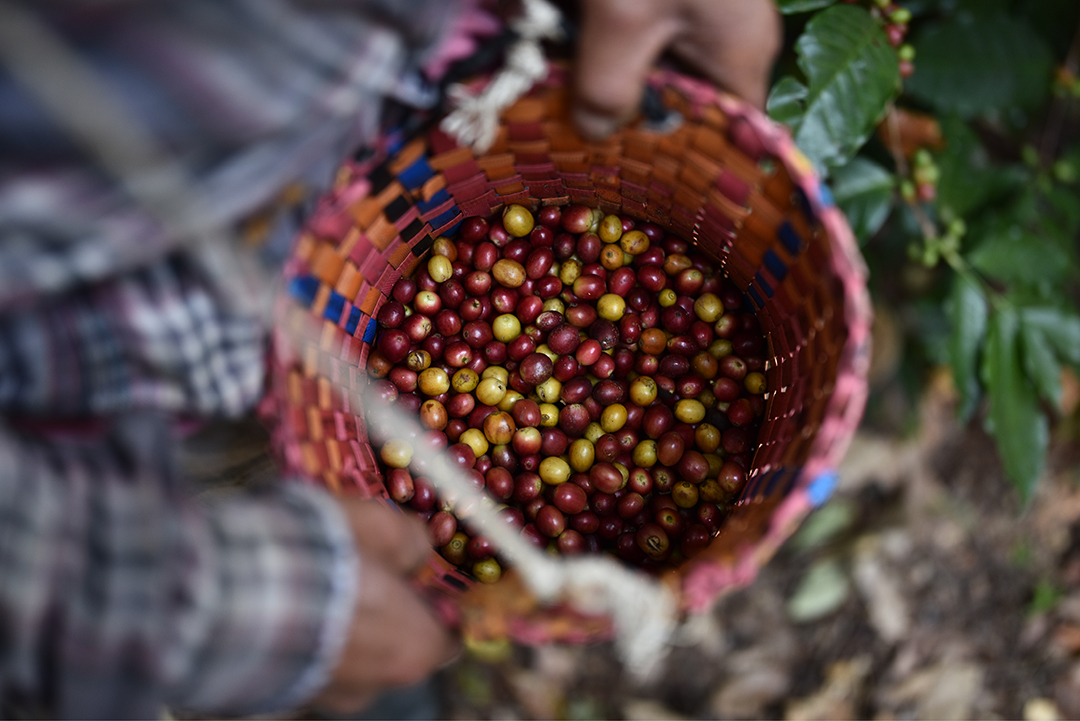 ‘ความลับสีแดง’ ที่ซ่อนอยู่ใต้ร่มเงาป่า ทำความรู้จัก MiVana Coffee Cherry นิยามใหม่ของ Super Fruit จากธรรมชาติ