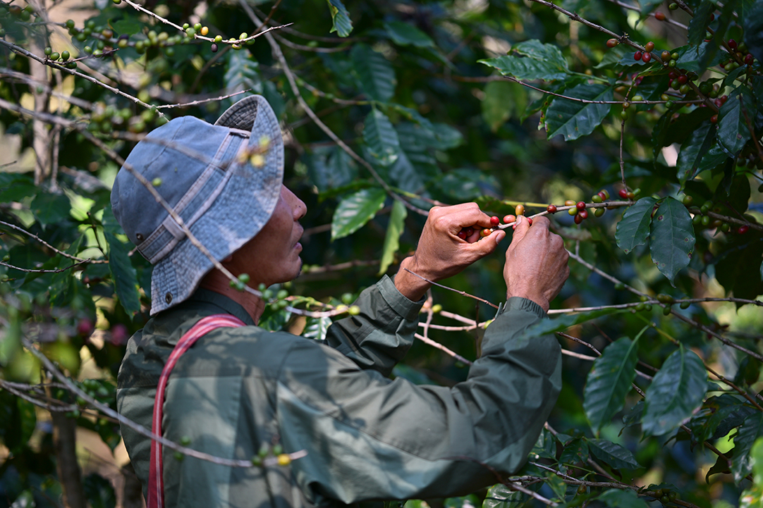 MiVana Coffee Cherry พลังแห่งการดูแลร่างกายจากธรรมชาติ สู่ความยั่งยืนที่จับต้องได้