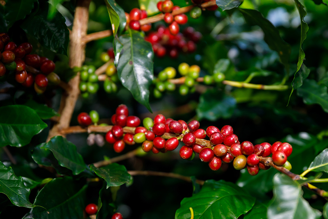 banner-single-MiVana Coffee Cherry สร้างมูลค่าใหม่สู่อุตสาหกรรมแห่งอนาคต